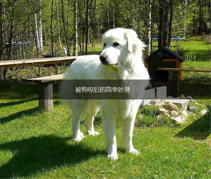 被狗咬后的简单处理,第1张