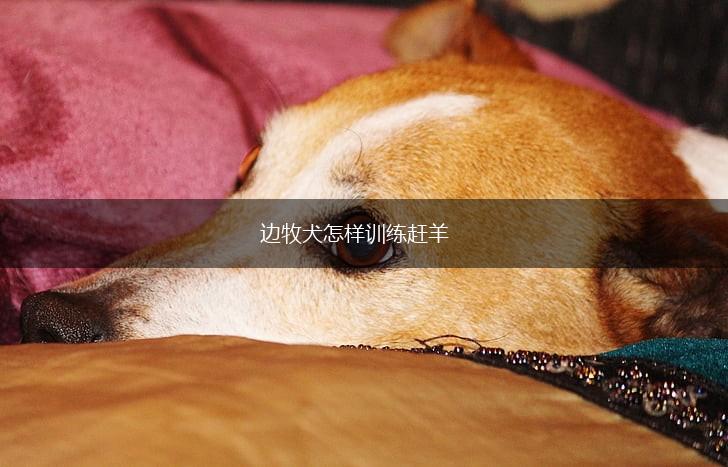 边牧犬怎样训练赶羊,第1张