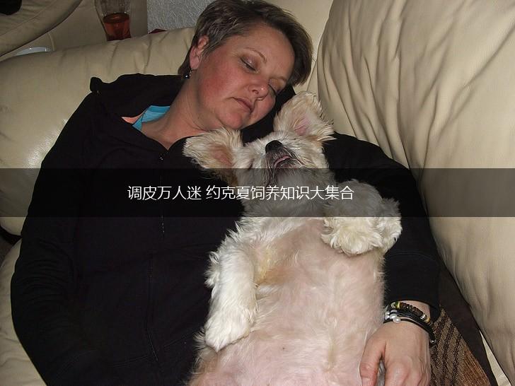 调皮万人迷 约克夏饲养知识大集合,第1张