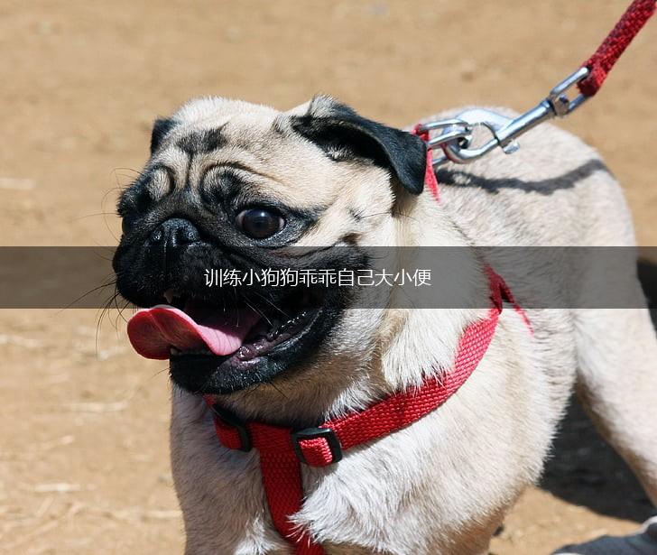 训练小狗狗乖乖自己大小便,第1张