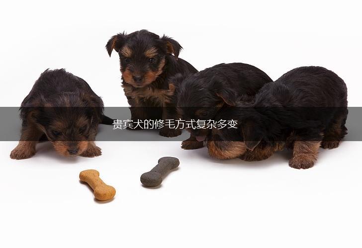 贵宾犬的修毛方式复杂多变,第1张