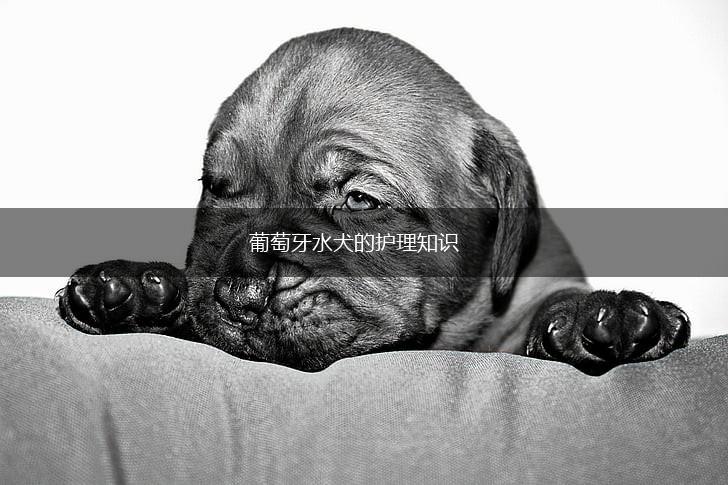 葡萄牙水犬的护理知识,第1张