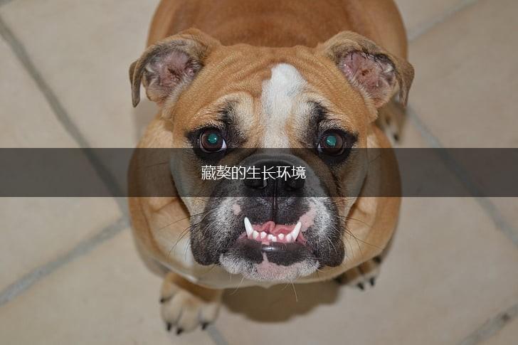 藏獒的生长环境,第1张