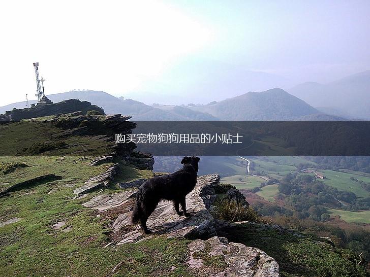 购买宠物狗狗用品的小贴士,第1张
