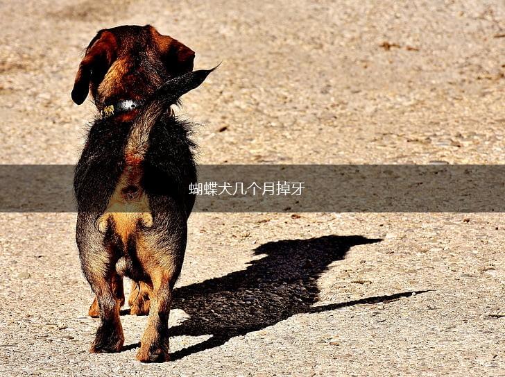 蝴蝶犬几个月掉牙,第1张