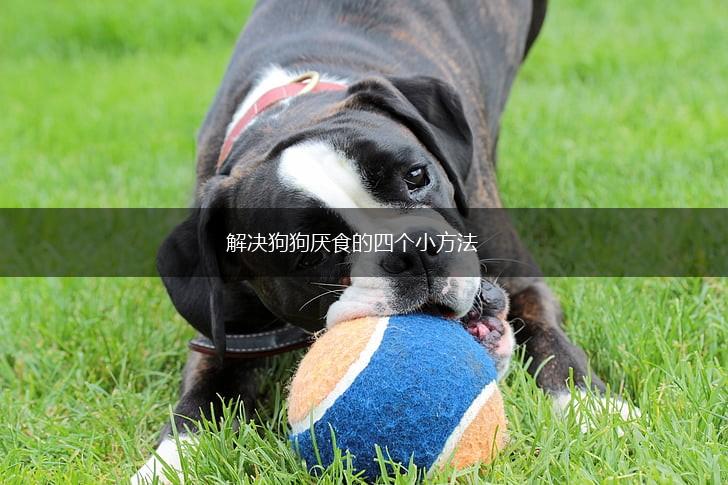 解决狗狗厌食的四个小方法,第1张
