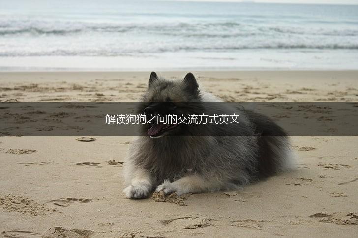 解读狗狗之间的交流方式英文,第1张