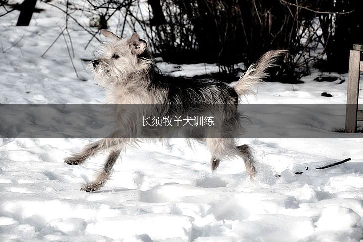 长须牧羊犬训练,第1张