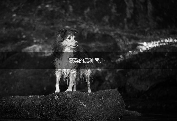 藏獒的品种简介,第1张