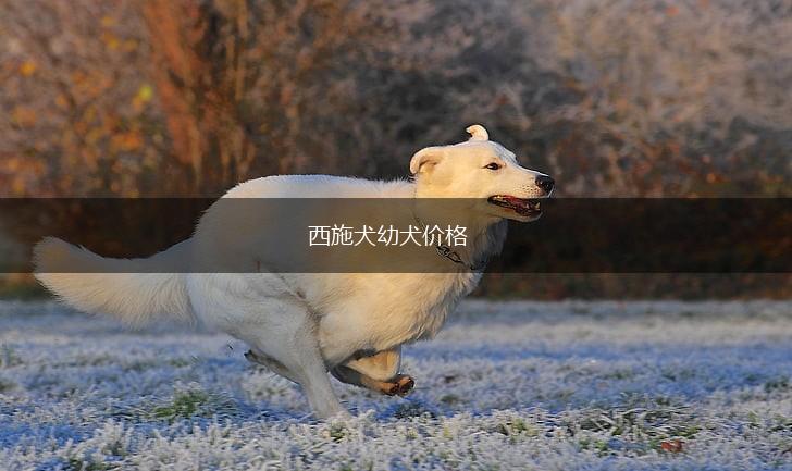 西施犬幼犬价格,第1张