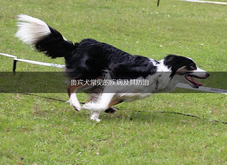 贵宾犬常见的疾病及其防治,第1张