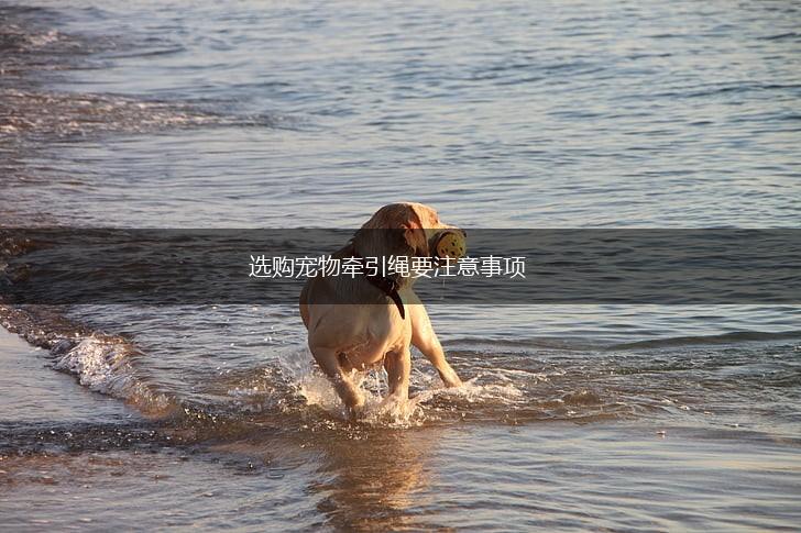 选购宠物牵引绳要注意事项,第1张