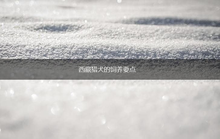 西藏猎犬的饲养要点,第1张