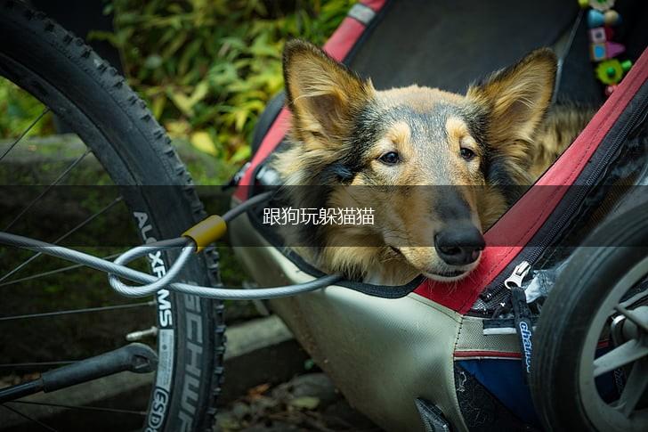 跟狗玩躲猫猫,第1张