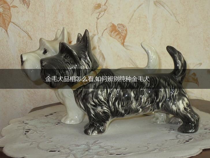 金毛犬品相怎么看,如何辨别纯种金毛犬,第1张