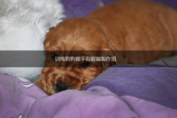 训练狗狗握手衔取匍匐作揖,第1张