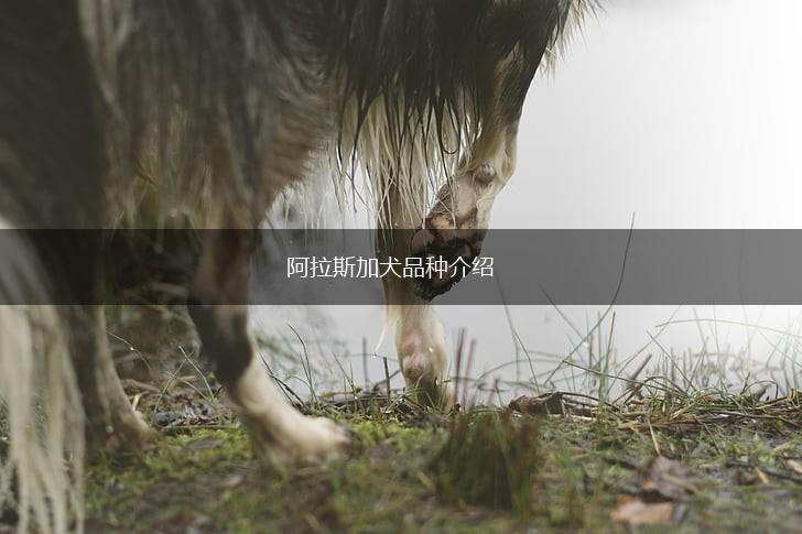 阿拉斯加犬品种介绍,第1张