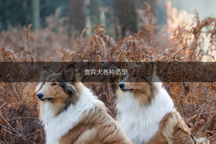 贵宾犬各种造型,第1张