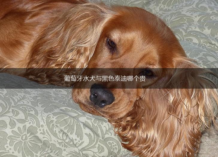 葡萄牙水犬与黑色泰迪哪个贵,第1张 葡萄牙水犬与黑色泰迪哪个贵,第1张