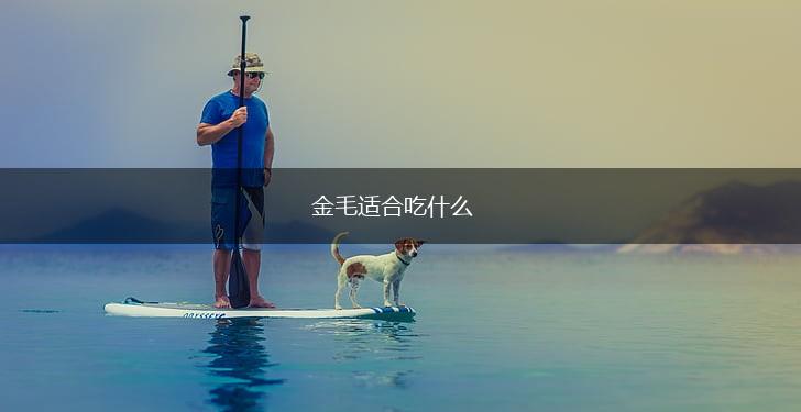 金毛适合吃什么,第1张