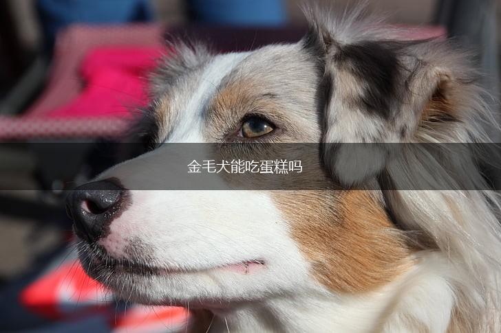 金毛犬能吃蛋糕吗,第1张