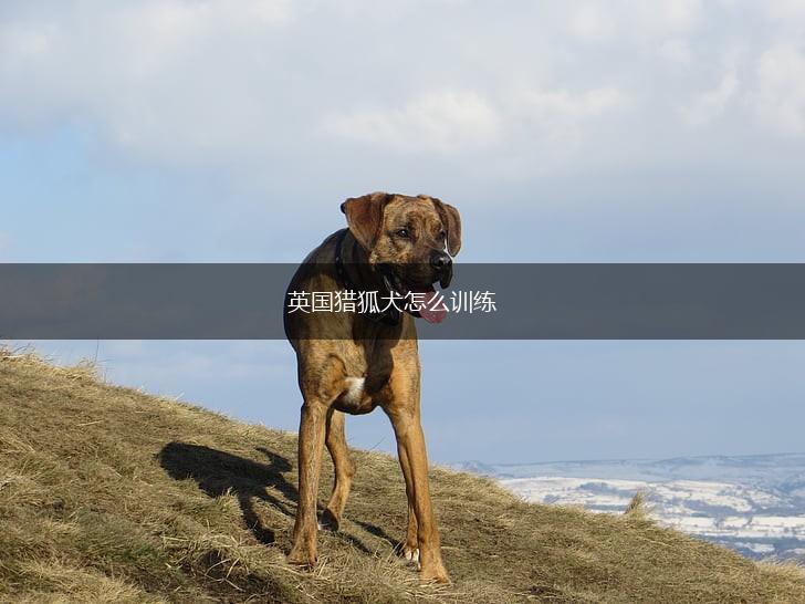 英国猎狐犬怎么训练,第1张