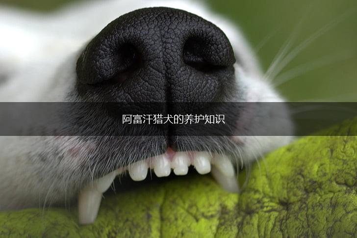 阿富汗猎犬的养护知识,第1张