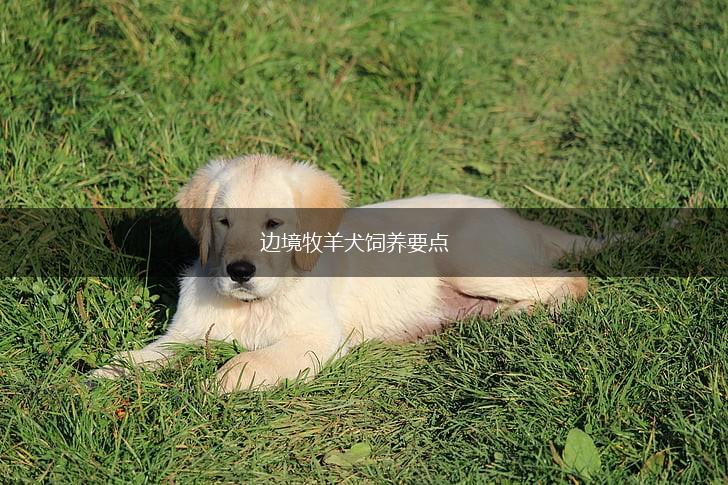 边境牧羊犬饲养要点,第1张