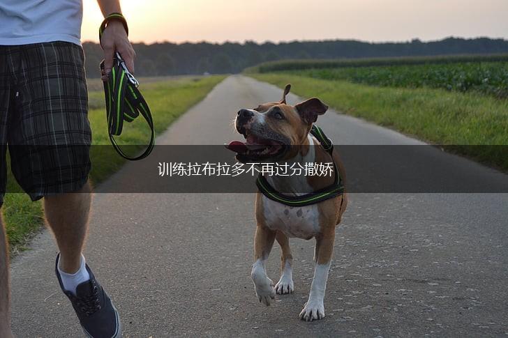 训练拉布拉多不再过分撒娇,第1张