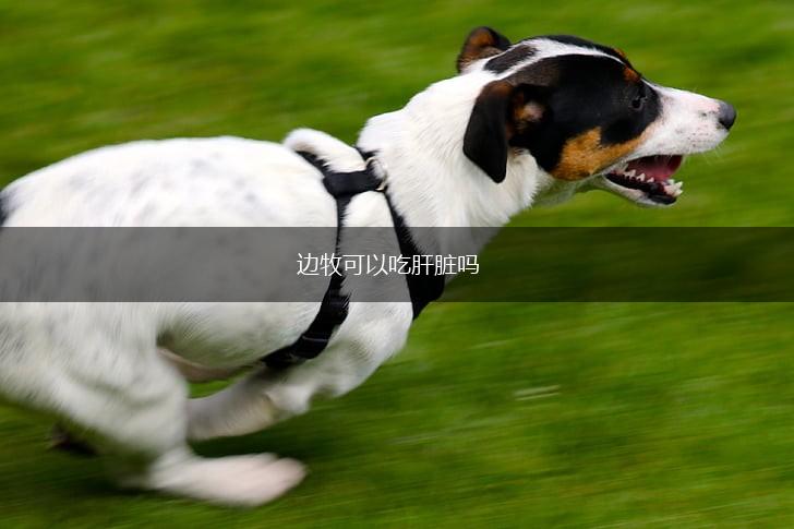 边牧可以吃肝脏吗,第1张