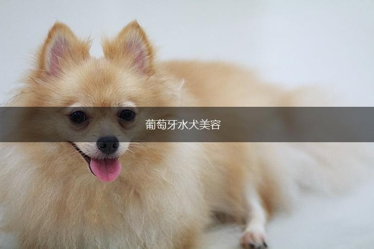 葡萄牙水犬美容,第1张