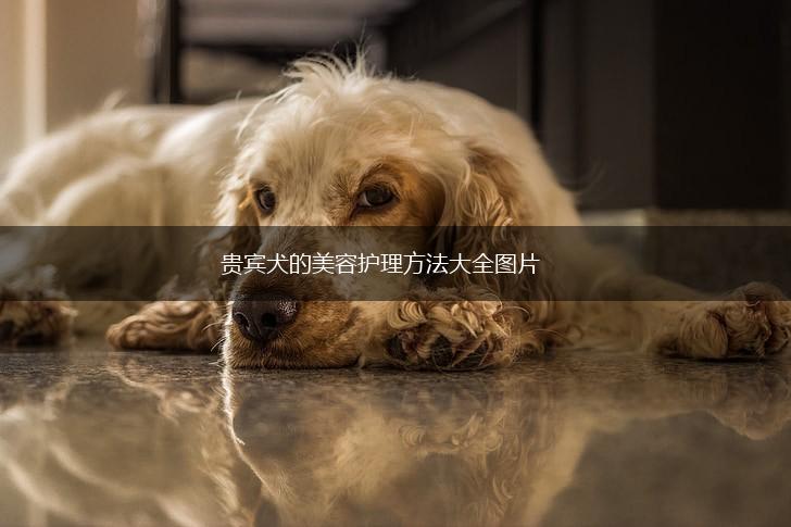 贵宾犬的美容护理方法大全图片,第1张
