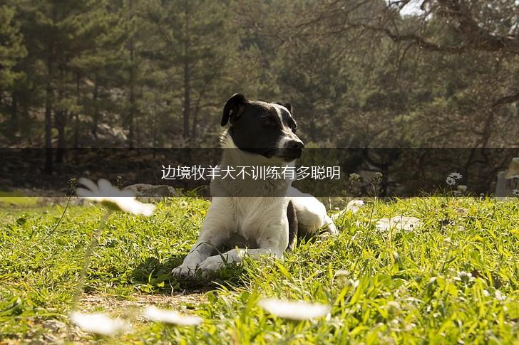 边境牧羊犬不训练有多聪明,第1张