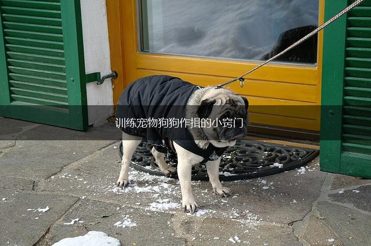 训练宠物狗狗作揖的小窍门,第1张