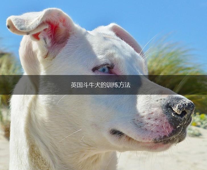 英国斗牛犬的训练方法,第1张