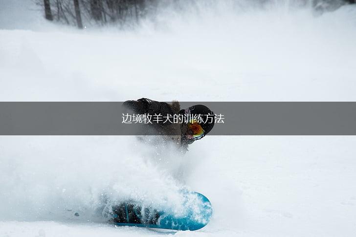 边境牧羊犬的训练方法,第1张