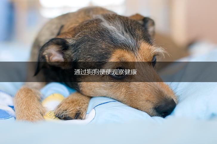 通过狗狗便便观察健康,第1张