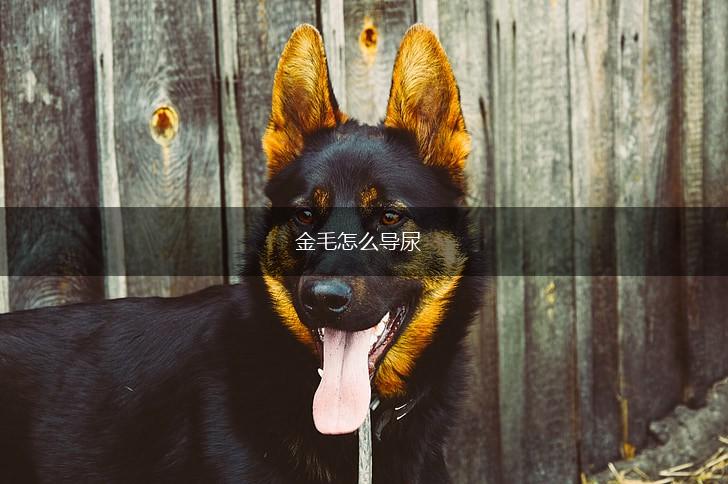 金毛怎么导尿,第1张