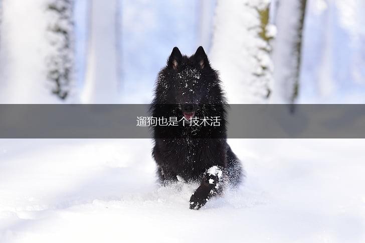 遛狗也是个技术活,第1张