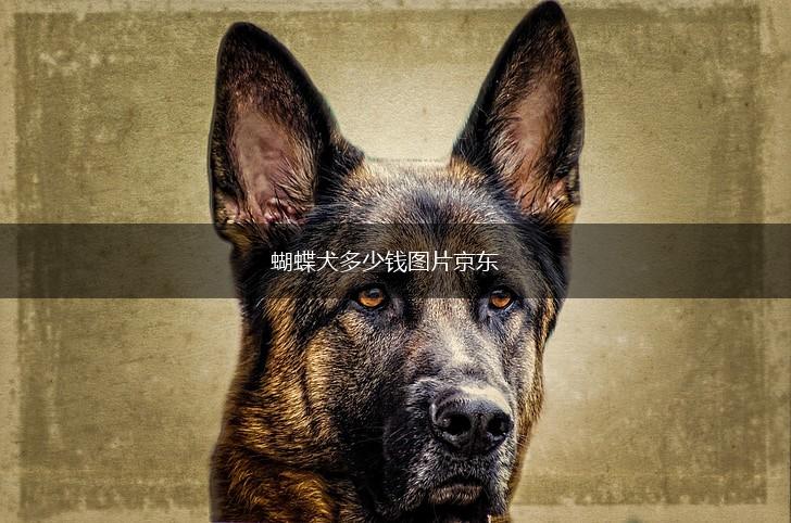 蝴蝶犬多少钱图片京东,第1张
