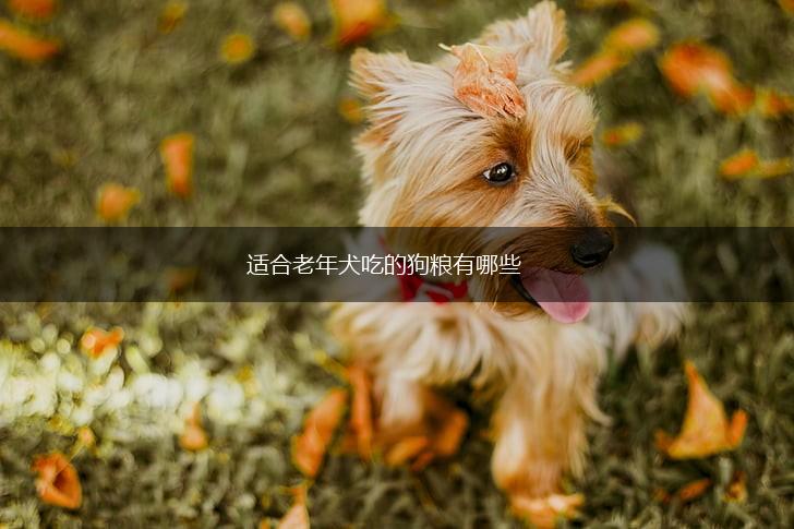 适合老年犬吃的狗粮有哪些,第1张
