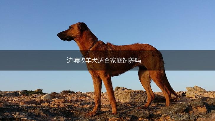 边境牧羊犬适合家庭饲养吗,第1张