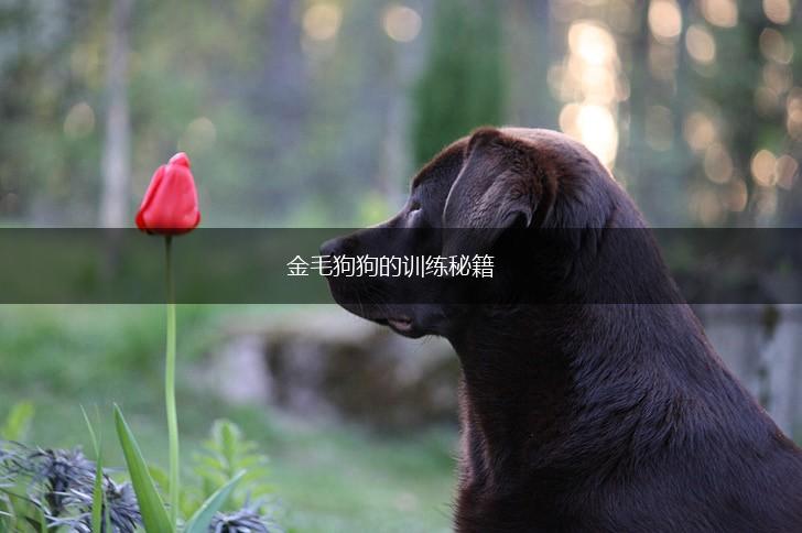 金毛狗狗的训练秘籍,第1张