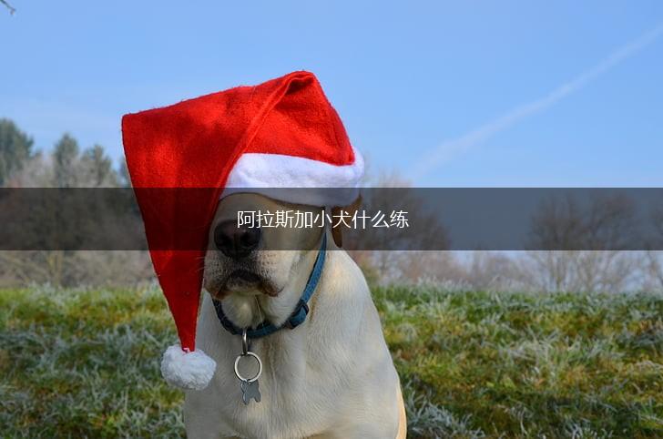 阿拉斯加小犬什么练,第1张