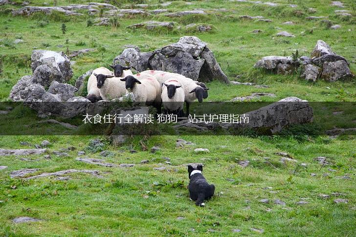 衣食住行全解读 狗狗一站式护理指南,第1张 衣食住行全解读 狗狗一站式护理指南,第1张