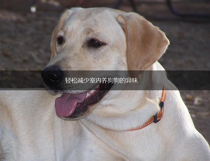 轻松减少室内养狗狗的异味,第1张