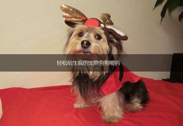 轻松给生病的宠物狗狗喂药,第1张