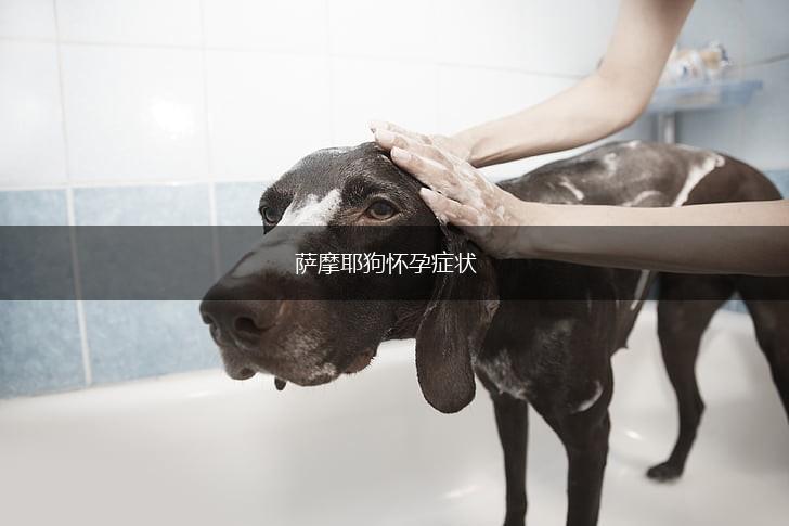 萨摩耶狗怀孕症状,第1张