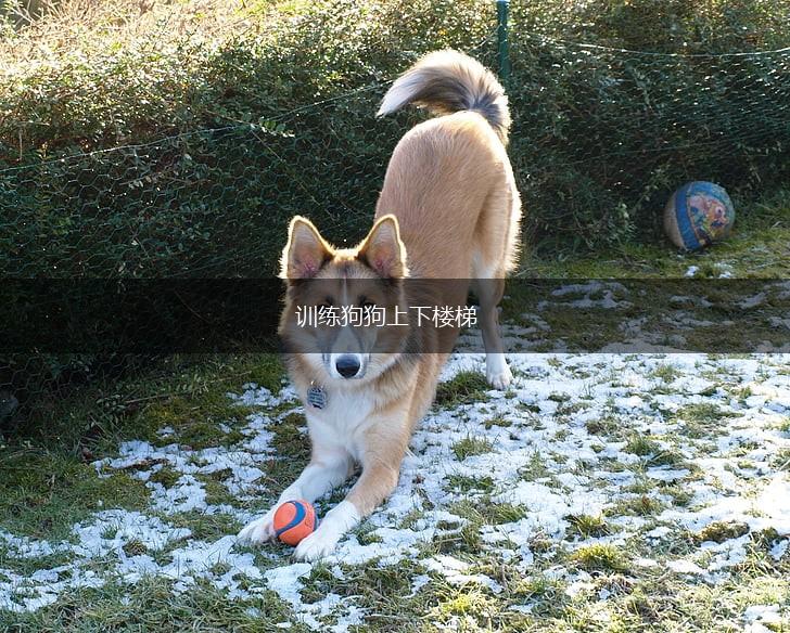 训练狗狗上下楼梯,第1张 训练狗狗上下楼梯,第1张