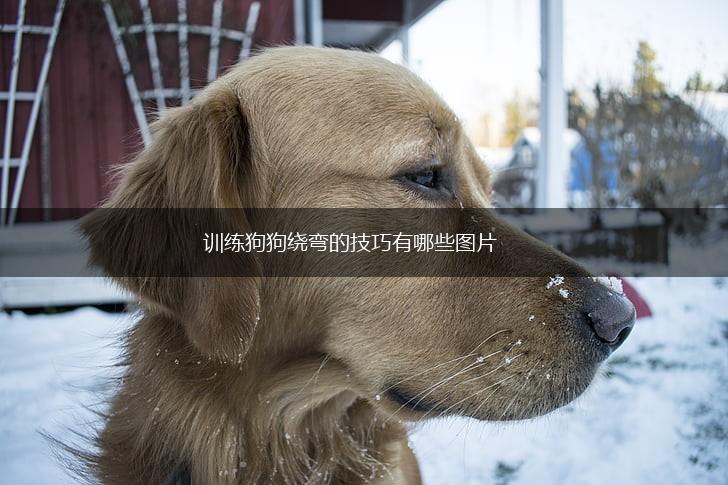 训练狗狗绕弯的技巧有哪些图片,第1张